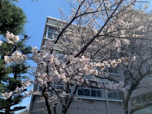 桜満開20210324